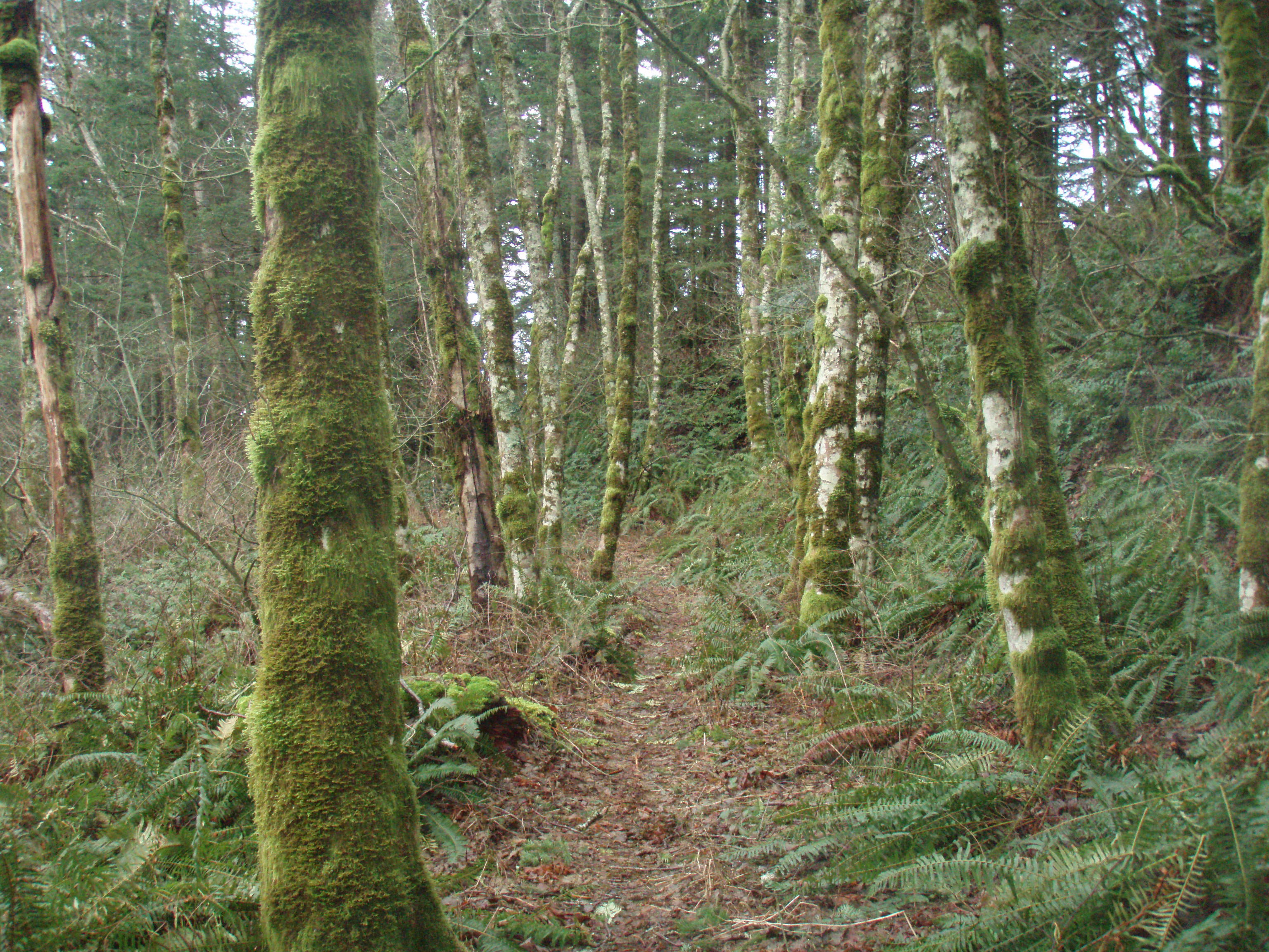 Cedar creek area